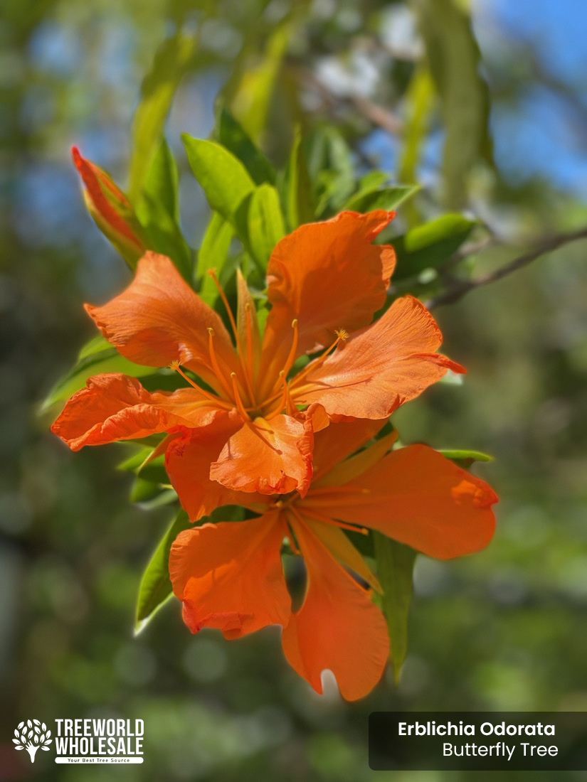 erblichia odorata - butterfly tree-flor de mayo