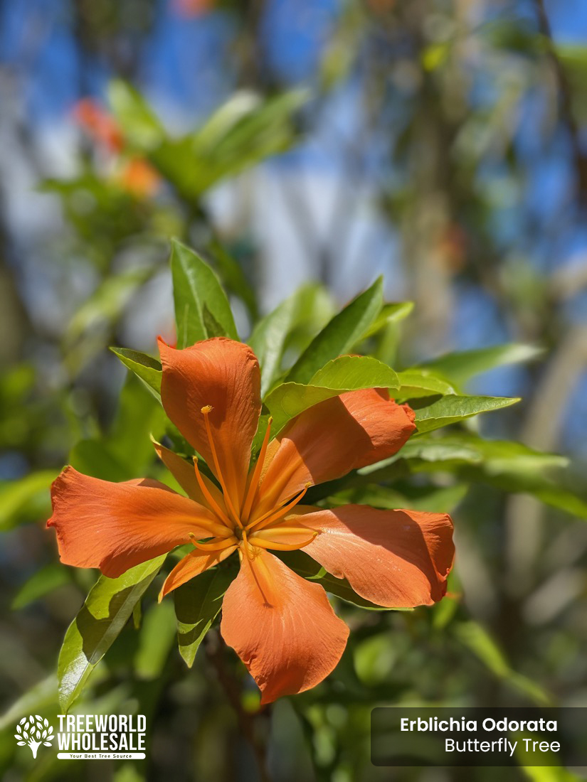 erblichia odorata - butterfly tree-flowering habit