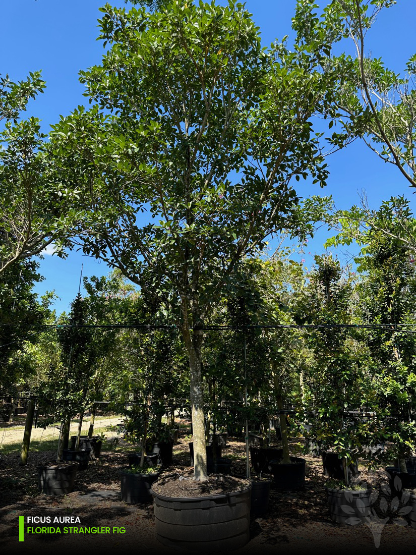 ficus aurea - florida strangler fig