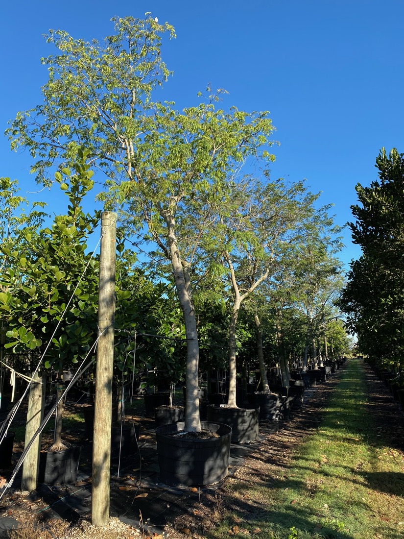 lysiloma latisiliquum florida- wild tamarind