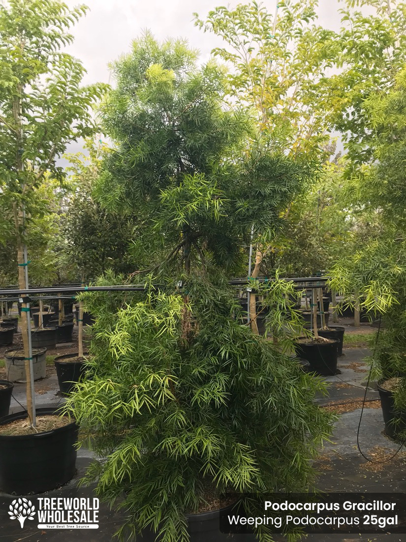 podocarpus gracillor - weeping-podocarpus - 25 gallons
