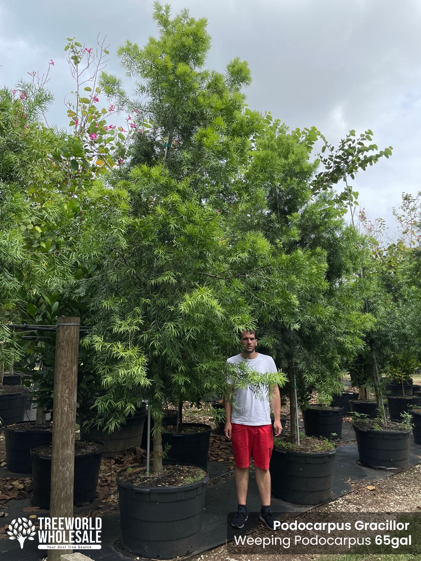podocarpus gracillor - weeping-podocarpus - 65 gallons
