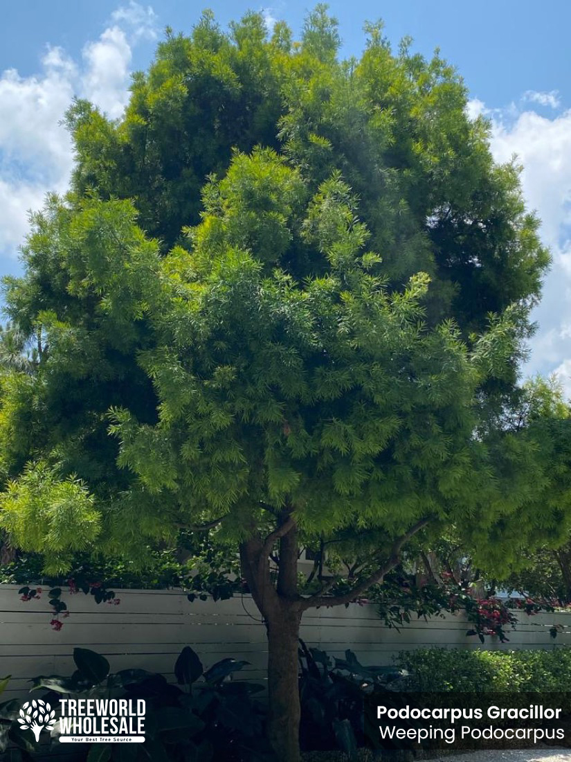 podocarpus gracillor - weeping-podocarpus - specimen tree