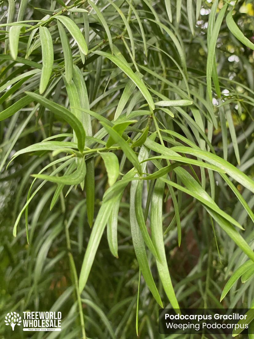 podocarpus gracillor - weeping-podocarpus - leaves