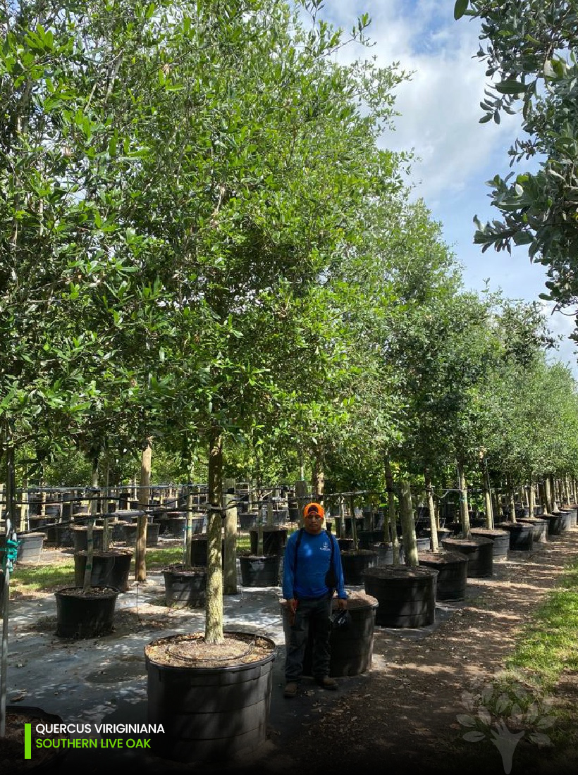 quercus viriginiana southern-live-oak