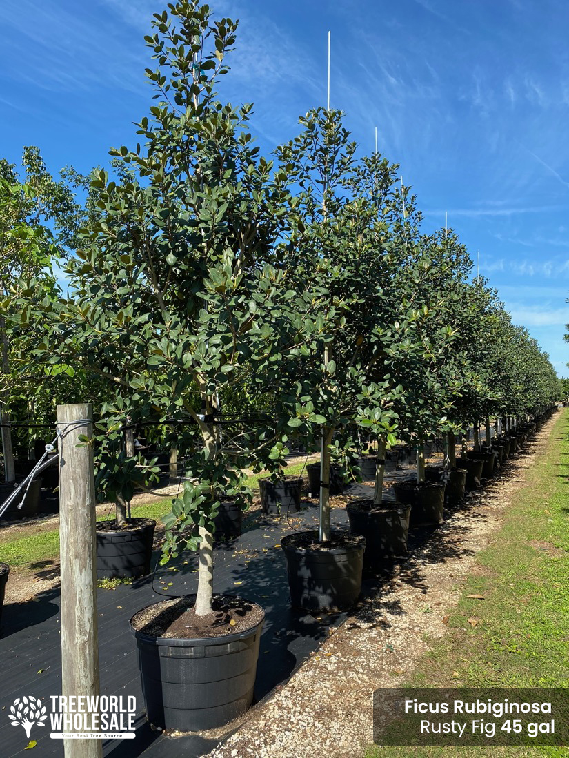 Ficus Rubiginosa