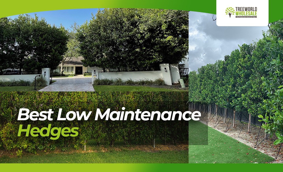 Low maintenance hedges - which are best for an easy landscape design?