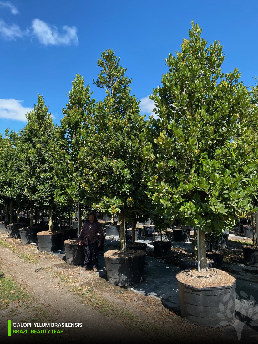 100 Gal - Calophyllum Brasilensis - Brazil Beauty Leaf