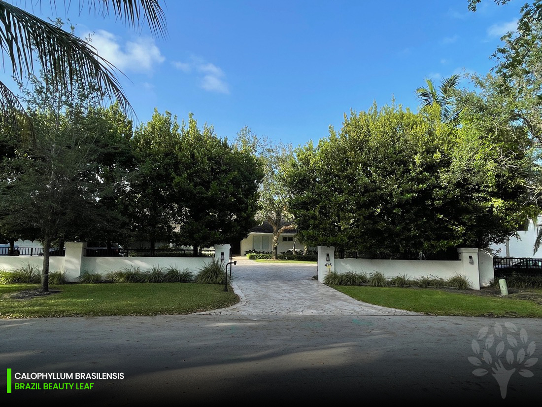 calophyllumbrasilensis -brazilbeautyleaf hedge