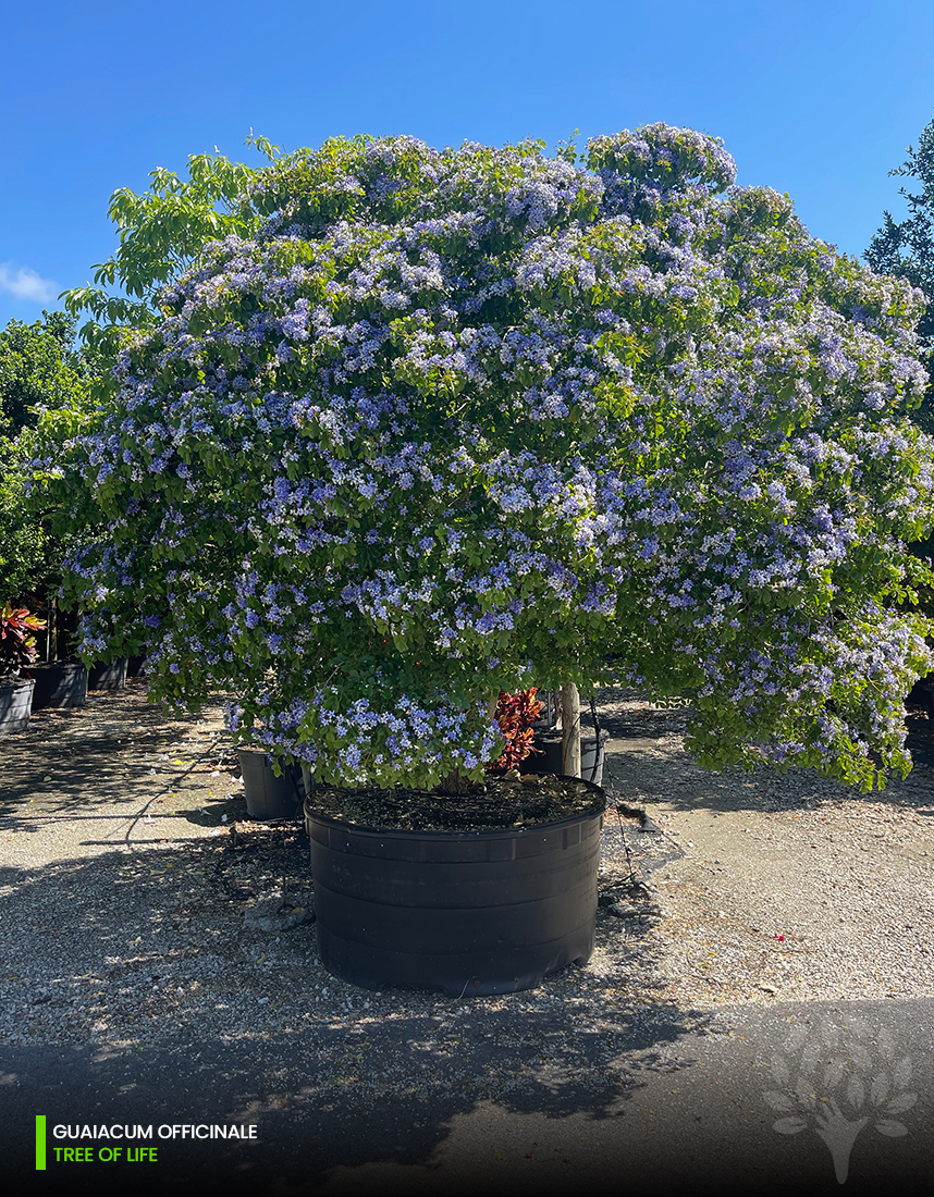 guaiacum officinale