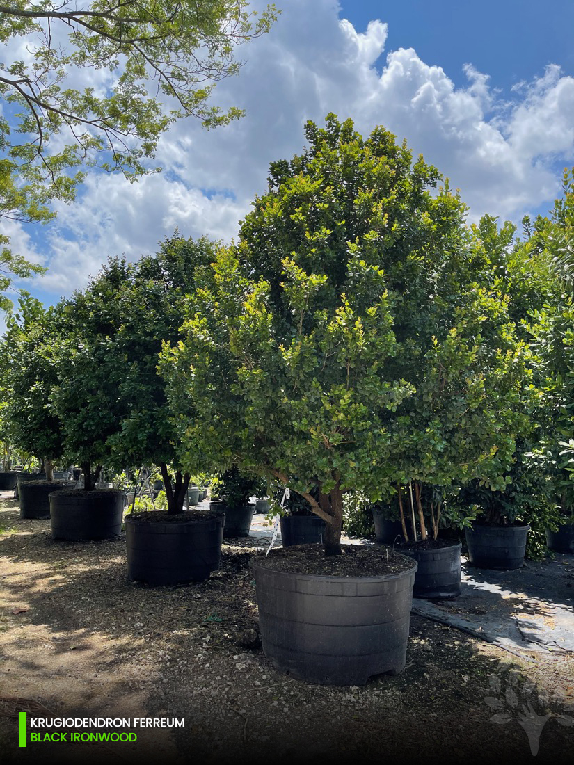 krugiodendron ferreum-black ironwood