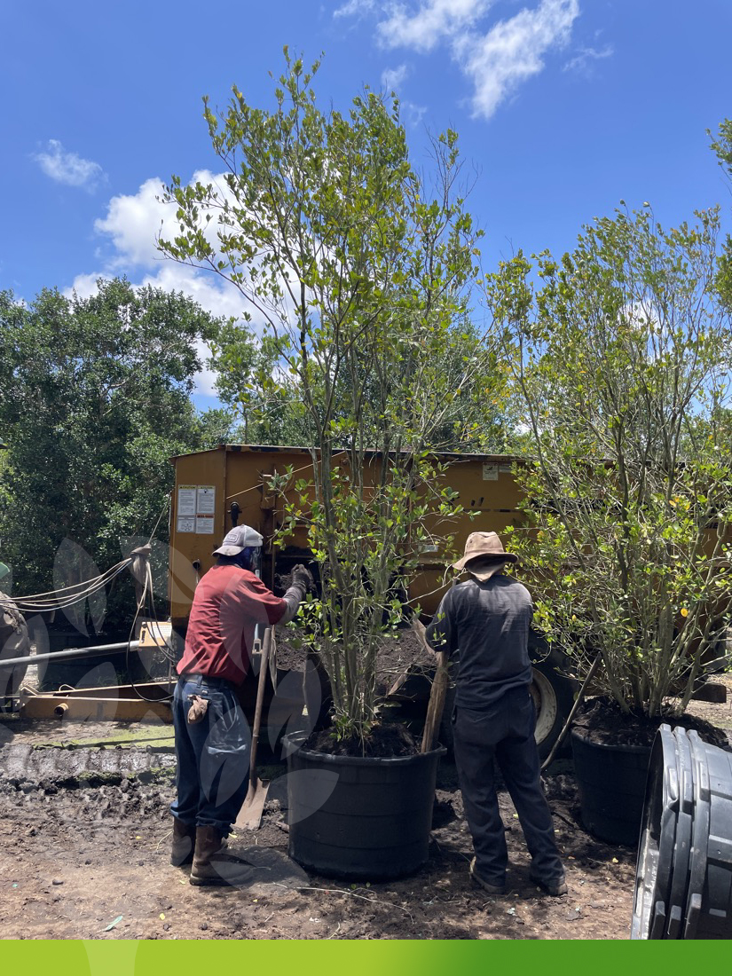 tree pruning what is the value of a tree