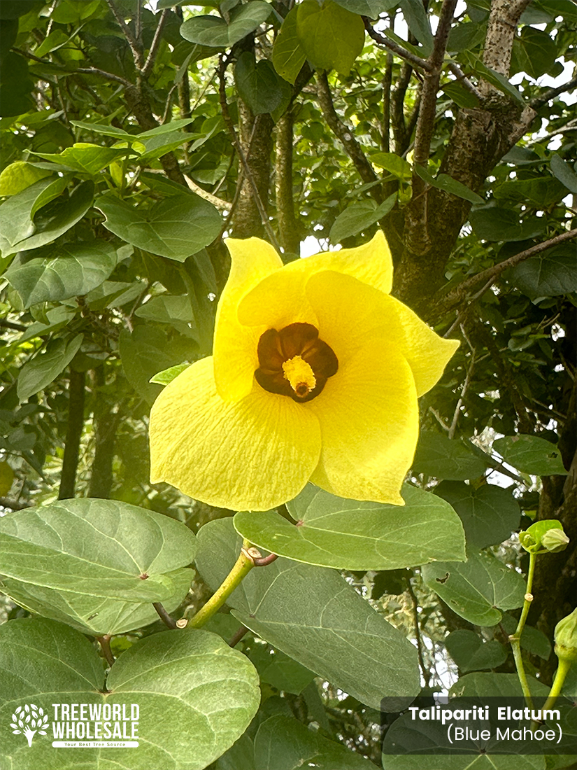 taliparati elatum blue mahoe yellow flower
