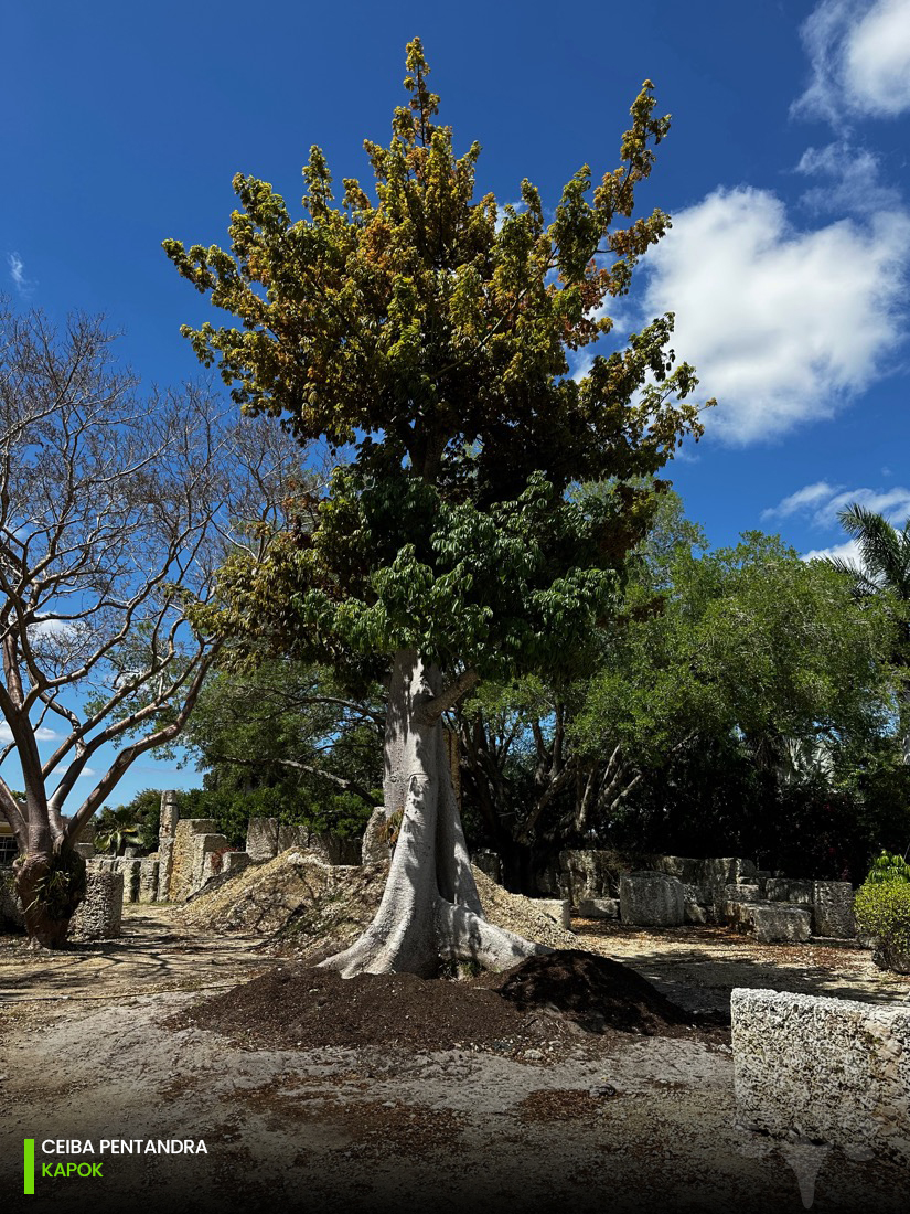 Ceiba pentadra kapok accent tree