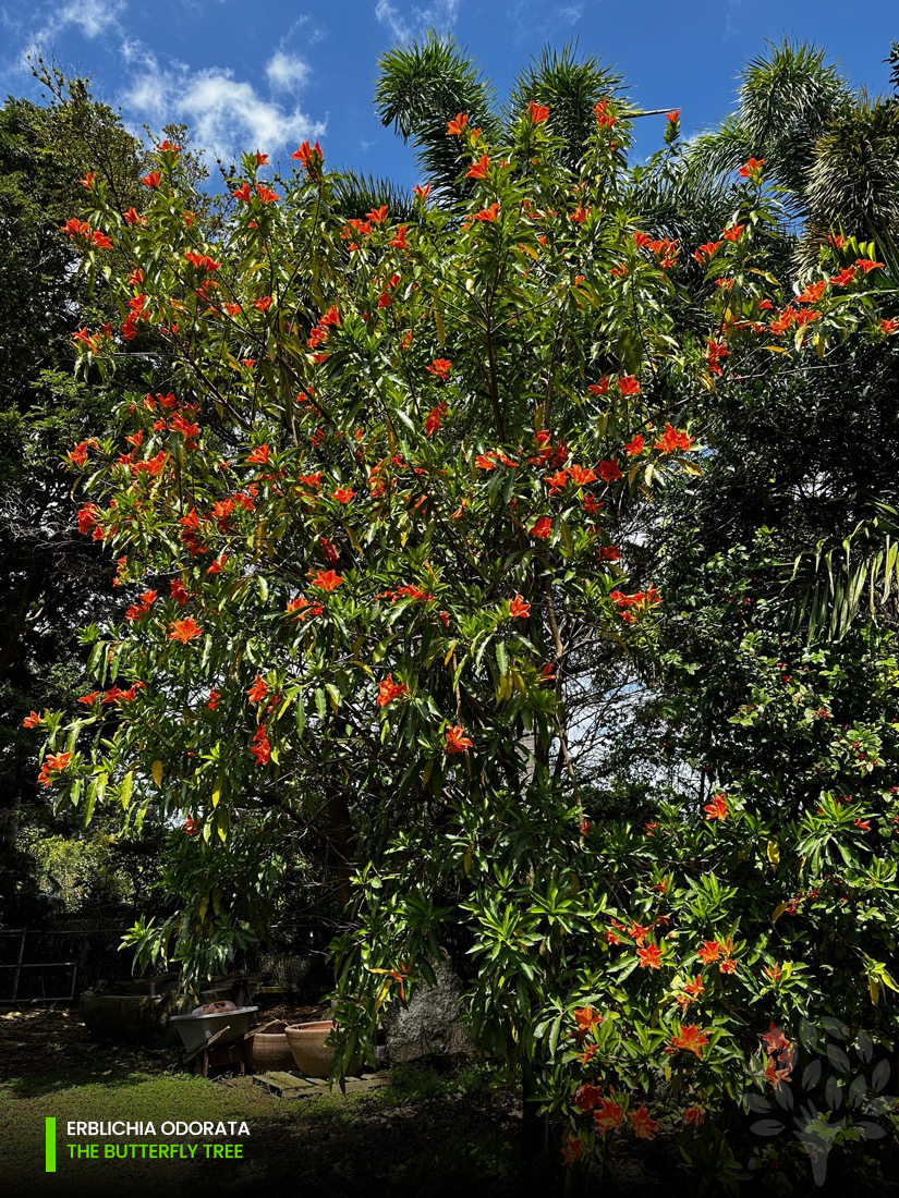 erblichia-odorata-butterfly-tree-accent-tree