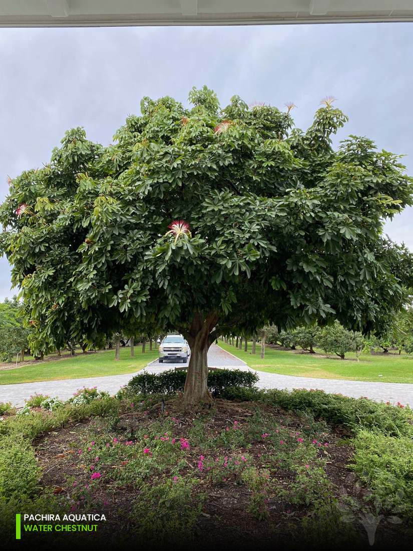 Pachira aquatica water chestnut tree-parking lot island tree