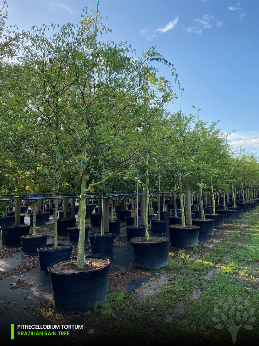 pithecellobium-tortum-brazilian-rain-tree-tree-nursery