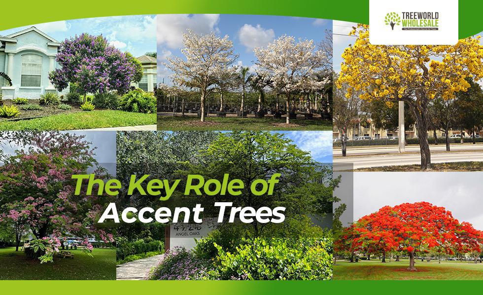 Role of accent trees in landscape design